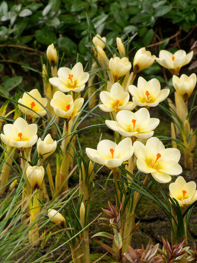 Krokus bloembollen, Cream Beauty