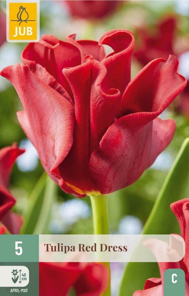 Tulp bloembollen, Red Dress (Crown)