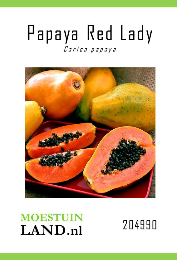 Papaya zaden, Red Lady