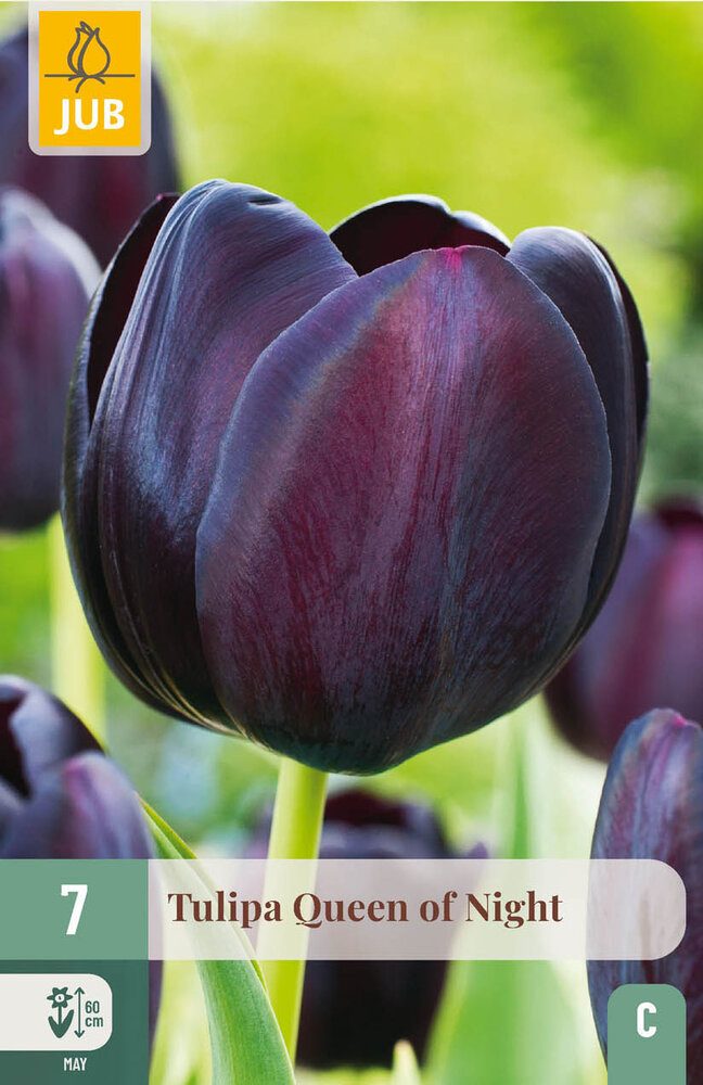 Tulp bloembollen, Queen of Night