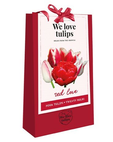 Tulpen bloembollen, Red Love