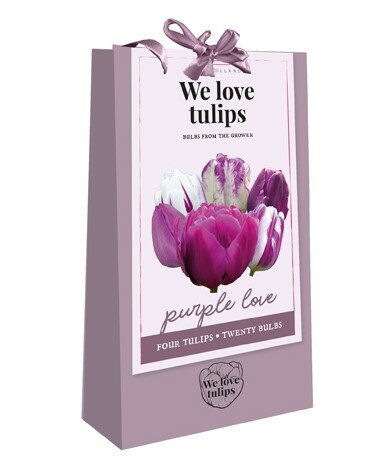 Tulpen bloembollen, Purple Love