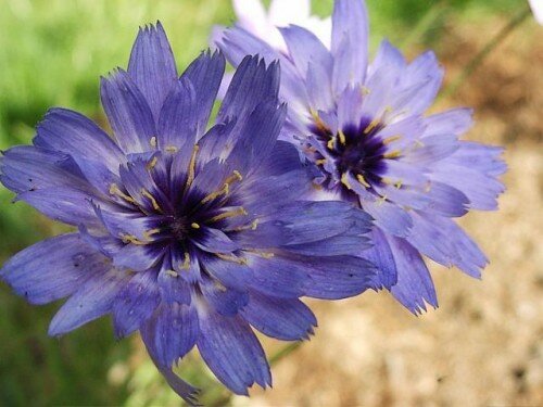 Strobloem zaden, Catananche caerulea 'Blue'