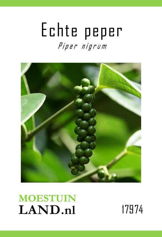 Peperplant zaden, Zwarte peper