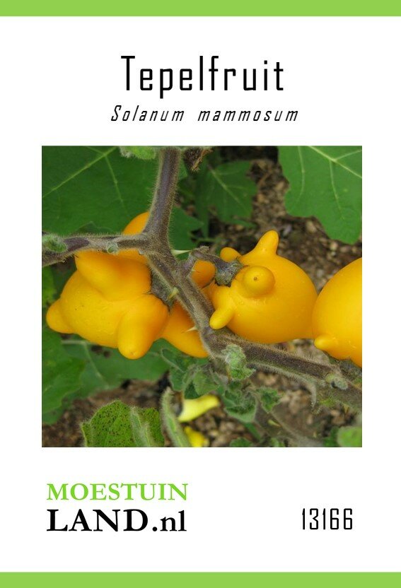 Tepelfruit zaden, Solanum mammosum