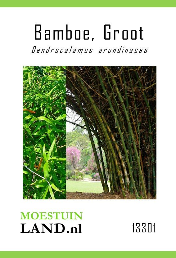 Bamboe zaden, Grote Doornbamboe (Reuzen)