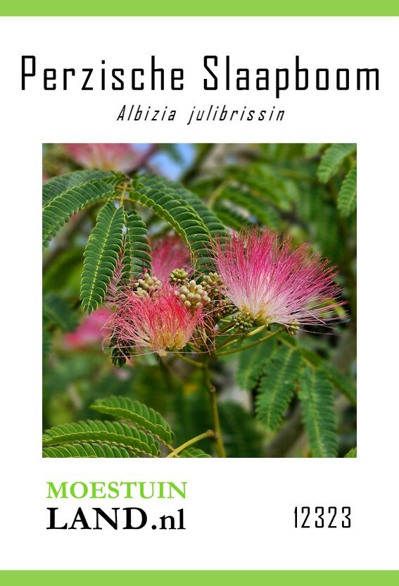 Perzische Slaapboom zaad, Zijdeboom