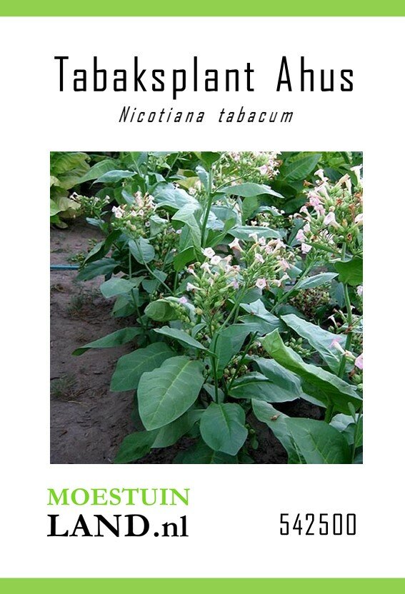 Tabaksplant zaden, Rooktabak 'Ahus'