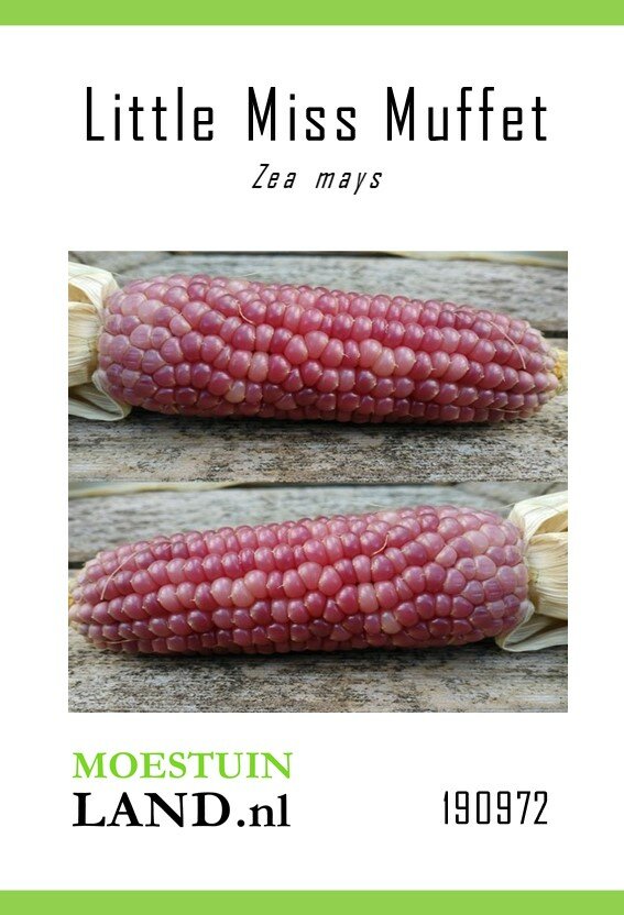 Mais zaden, Pofmais 'Little Miss Muffet'