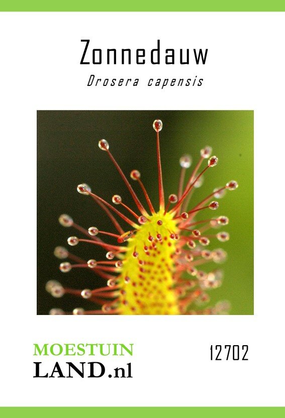 Zonnedauw zaden, Drosera capensis (Vleesetend)