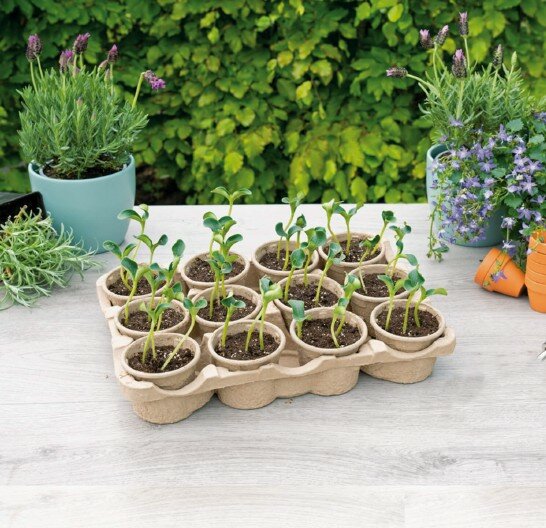 Kweektray, Kweekbak ECO - 12 potjes (9 cm)