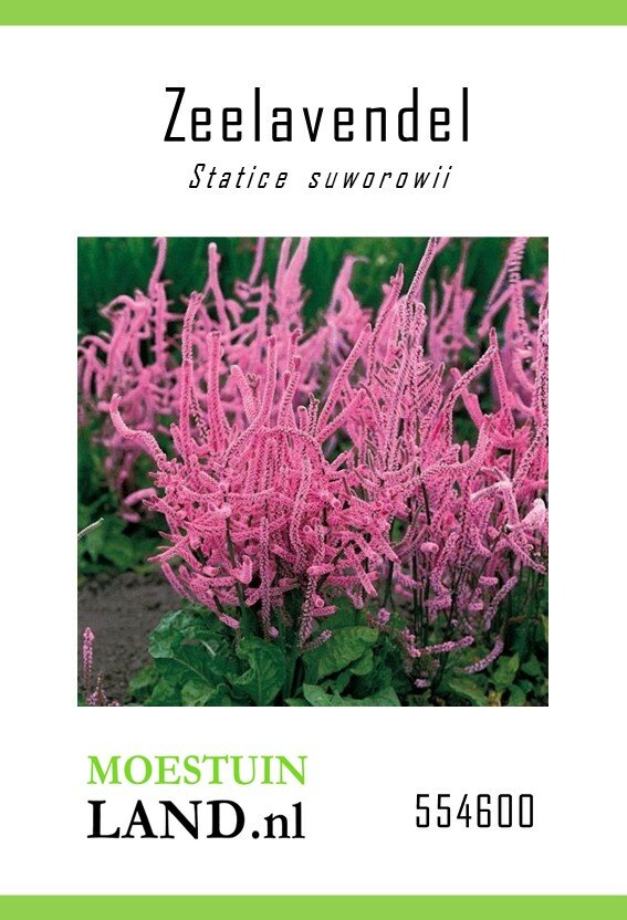 Zeelavendel zaden, Statice suworowii