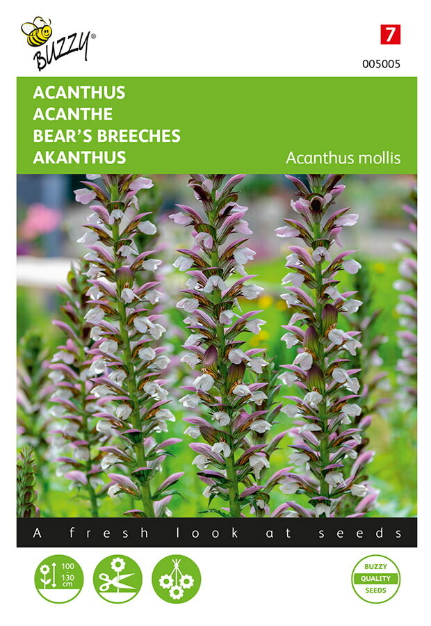 Acanthus zaden, Acanthus mollis