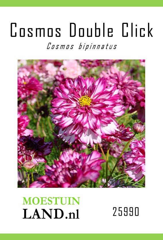 Cosmea zaden, Double Click Bicolour Violet