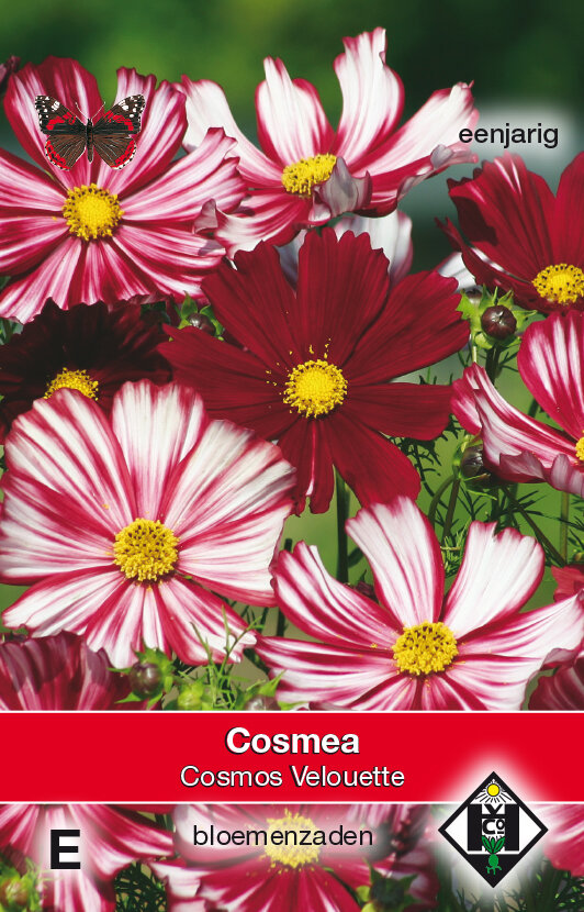 Cosmea zaden, Velouette (Cosmos)