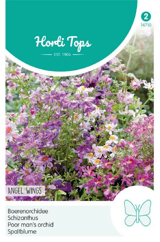 Boerenorchidee zaden, Angel Wings