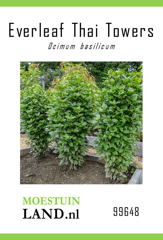 Basilicum zaden, Everleaf Thai Towers