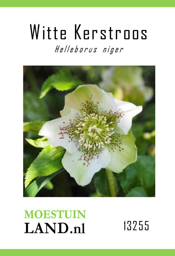 Witte Kerstroos zaden, Helleborus niger