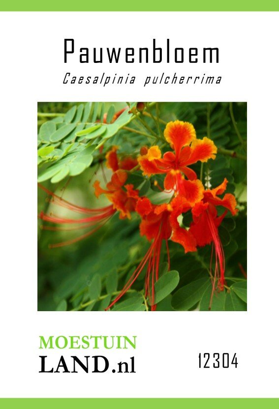 Pauwenbloem zaden, Caesalpinia pulcherrima