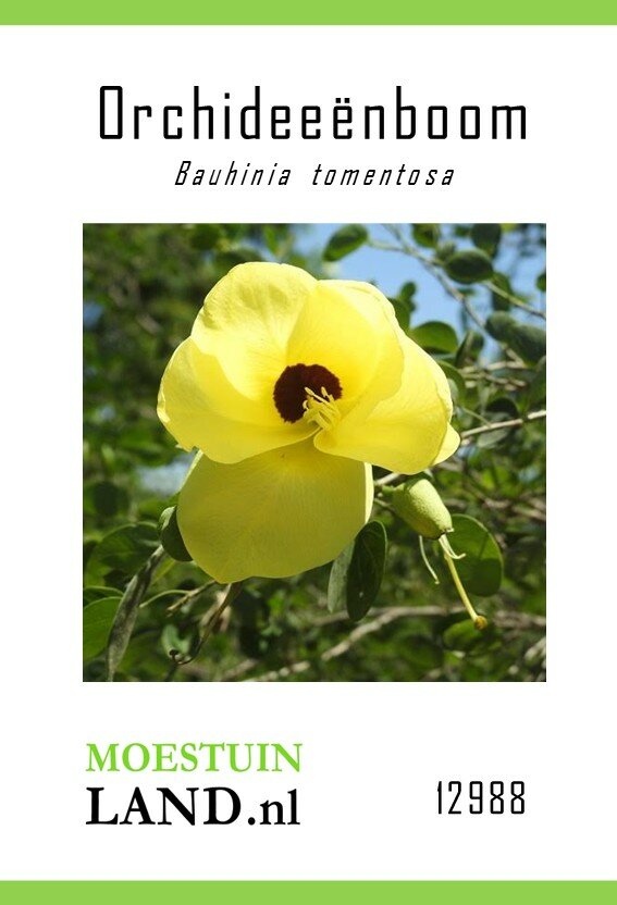 Gele Orchideeboom zaden, Bauhinia tomentosa