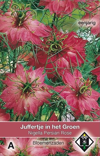 Juffertje-in-het-groen zaden, Persian Rose