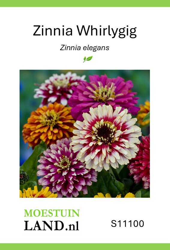 Zinnia zaden, Whirlygig Improved Mix