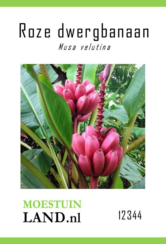 Dwergbanaan zaden, Roze (Musa velutina)