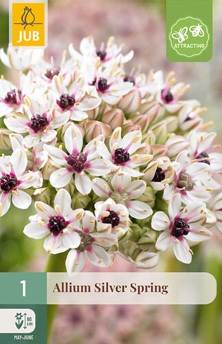 Allium bloembol, Silver Spring