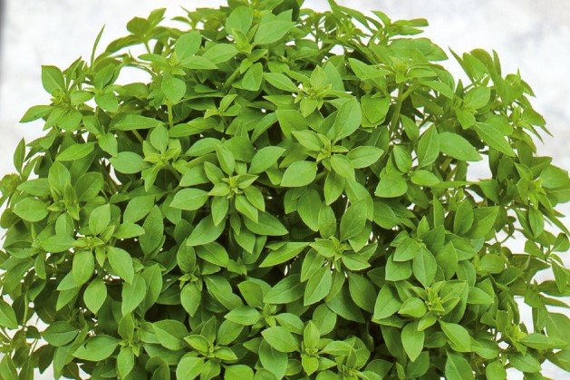 Basilicum Zaden, Pot Minette