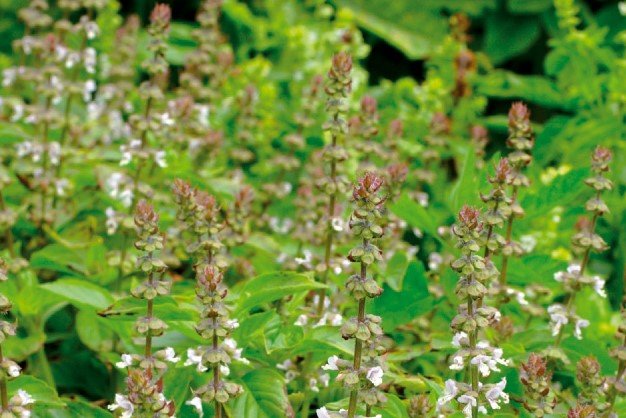 Basilicum Zaden, Citroenbasilicum Koningskruid