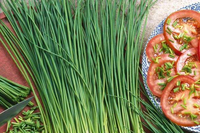 Bieslook Zaden, Fijne