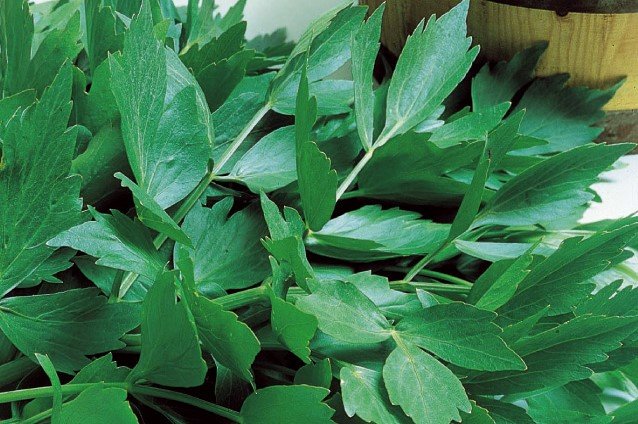 Maggikruid Zaden, Lavas | BIO