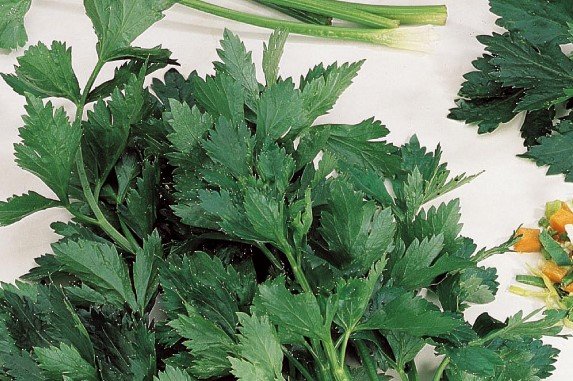 Bladselderij Zaden, Amsterdamse Donkergroene