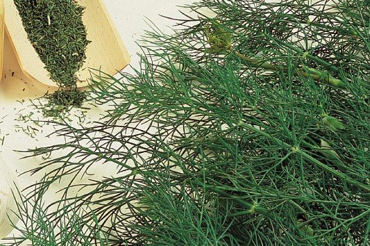 Dille Zaden, Bouquet