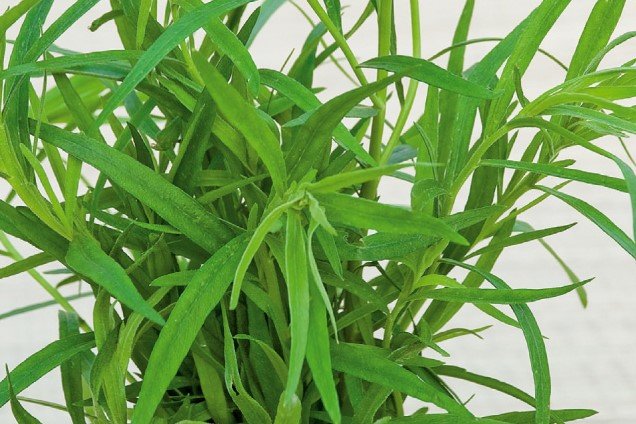 Dragon Zaden, Russische