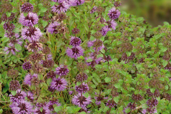 Munt Zaden, Poleimunt Akkerplei