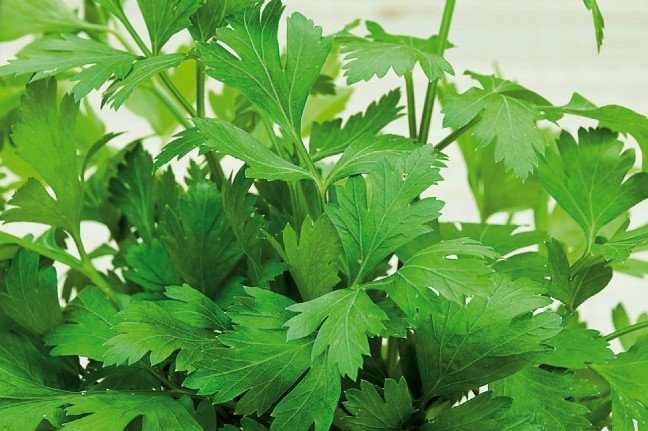 Peterselie Zaden, Gewone Bladpeterselie