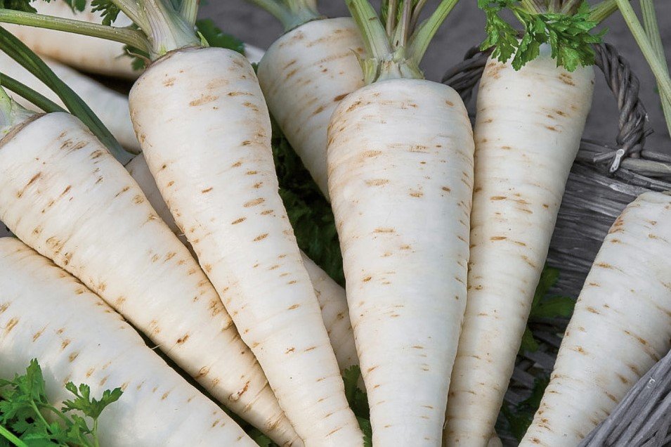 Peterselie Zaden, Wortelpeterselie Berliner