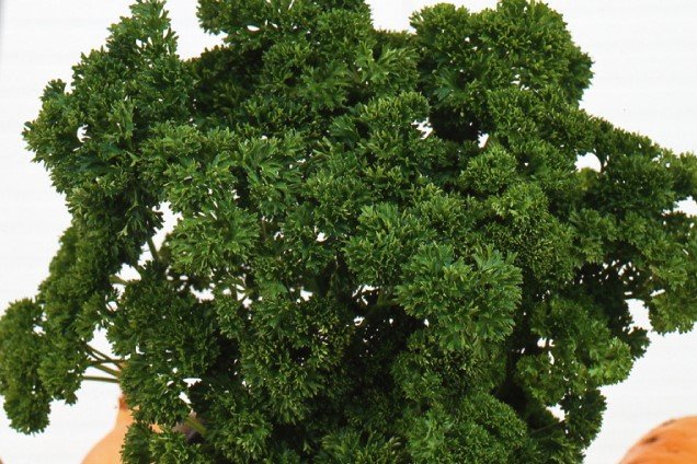 Peterselie Zaden, Krulpeterselie