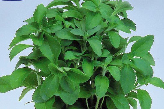 Stevia, Honingkruid