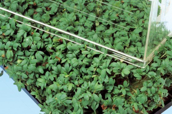 Tuinkers Zaden, Gewone Tuinkers