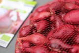 Rode baron plantuien kopen (500 gram) | Moestuinland