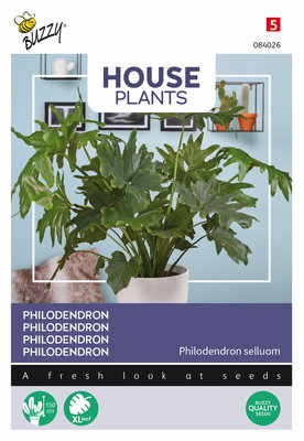 Philodendron zaden (Philodendron Selluom)