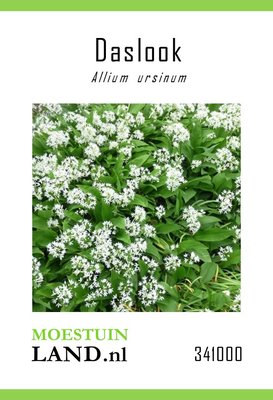 Daslook zaden, Allium ursinum
