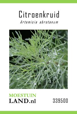 Citroenkruid Zaden, Artemisia