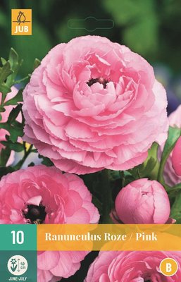 Ranonkel bloembollen, Roze (Ranunculus)