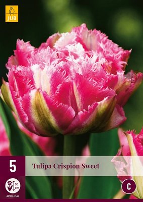 Tulp bloembollen, Crispion Sweet