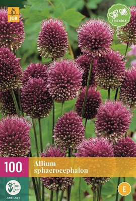 Allium Bloembollen, Sphaerocephalon / Trommelstok (Grootverpakking)