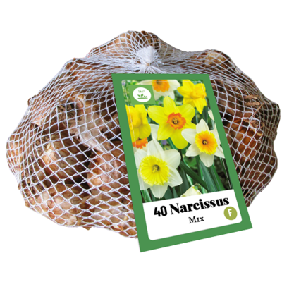 Narcis bloembollen, Grootkronig mix (XXL verpakking)