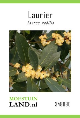 Laurier zaden, Laurus nobilis
